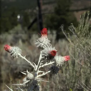 Cirsium