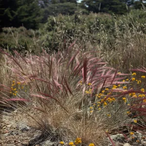 Elymus elymoides