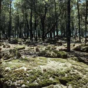 Cupressus grove