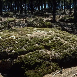 Moss inside Cupressus grove