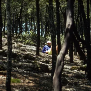 Cupressus grove