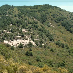 Closed-cone pine forest