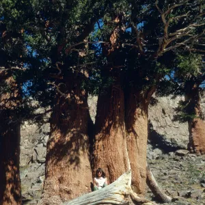 Carol Bornstein in Mineral King
