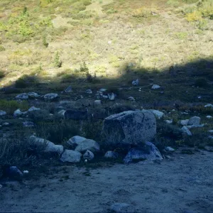 Deer, Mineral King