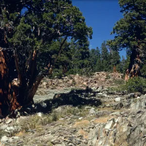 Mineral King - Juniperus