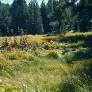 Veratrum - Skunk Meadow