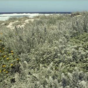 Artemisia pycnocephala