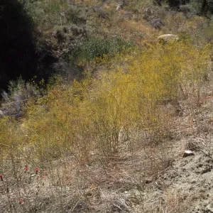 Eriogonum trichopes var. hooveri