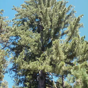 Pinus lambertiana
