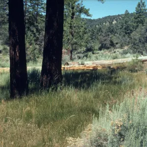 Agropyron & Artemisia
