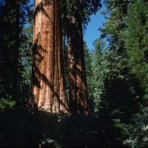 Sequoiadendron giganteum