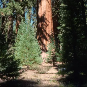 Sequoiadendron giganteum