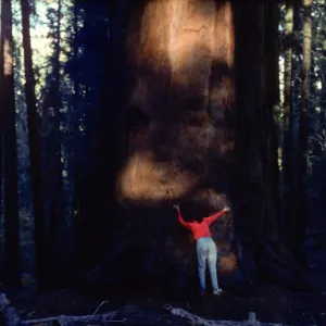 Sequoiadendron giganteum