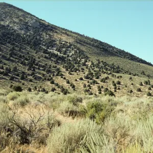 Juniperus