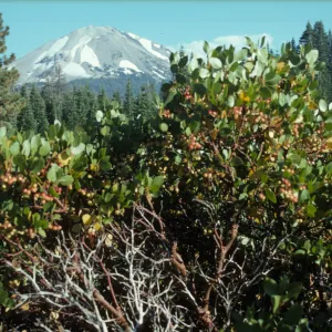  Lassen Peak with Arctostaphylos (Manzanita)
