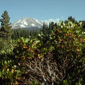  Lassen Peak with Arctostaphylos (Manzanita)