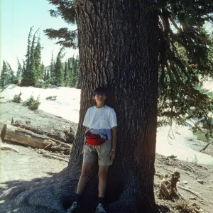 Tsuga - Lassen
