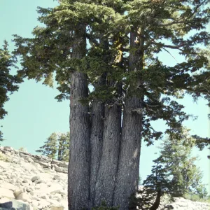 Tsuga mertensiana