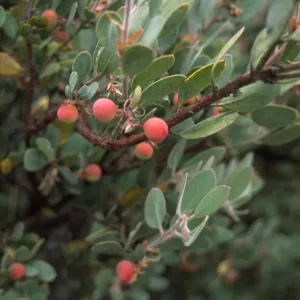 Arctostaphylos (Manzanita) viscida?