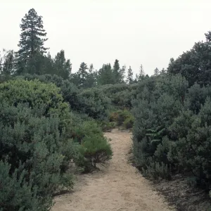Arctostaphylos viscida & Pseudotsuga menziesii