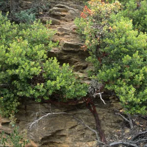 Arctostaphylos nummularia