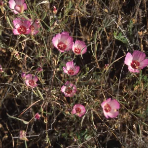 Clarkia