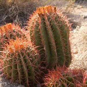 Living Desert, Cacti