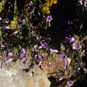 Phacelia campanularia, Palm Springs area