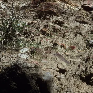 Chuckwalla, Palm Canyon, Palm Springs