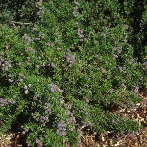 Ceanothus 'Wheeler Canyon'
