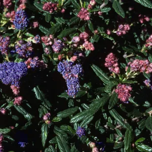 Ceanothus 'Wheeler Canyon'