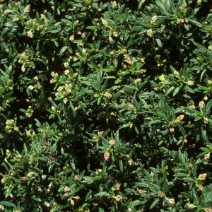 Ceanothus (California Lilac)