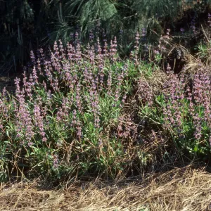 Salvia 'Dara's Choice'