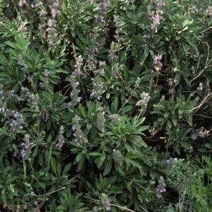 Salvia 'Dara's Choice'