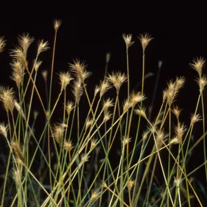 Hordeum californicum