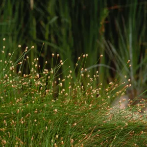 Eleocharis