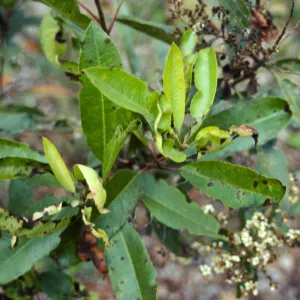 diseased leaves on Toyon, Heteromeles