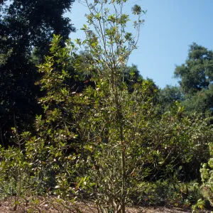 sparse foliage on Heteromeles in Island Section
