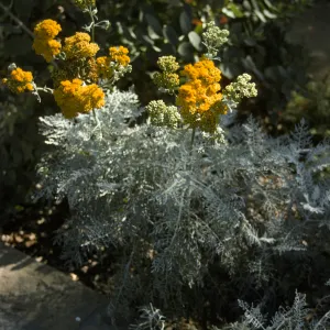 Eriophyllum 'Canyon Silver' 
