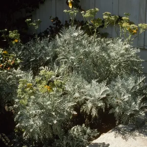 Eriophyllum 'Canyon Silver' 