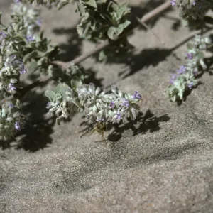 Hyptis with bee pollinator
