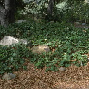 Heuchera maxima, Meadow Oaks, SBBG
