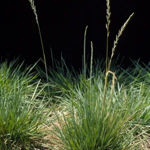 Agropyron dasystachyum 