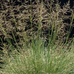 Sporobolus airoides 
