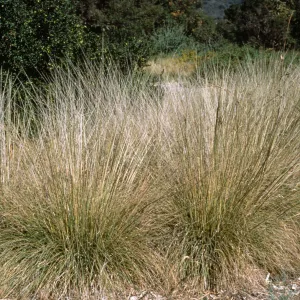 Muhlenbergia rigens