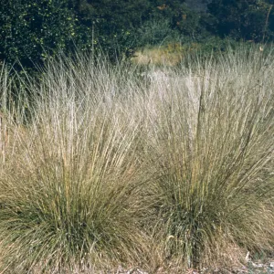Muhlenbergia rigens