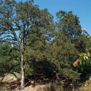 Quercus tomentella
