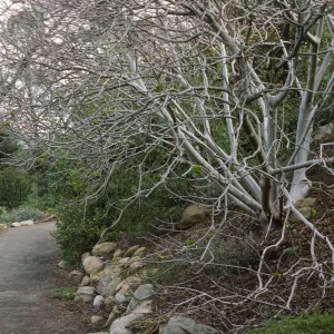 Aesculus at SBBG