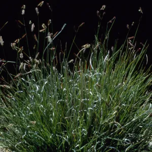 Bouteloua gracilis