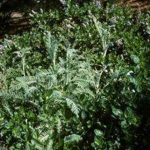 Tanacetum camphoratum with Ceanothus 'Yankee Point' 